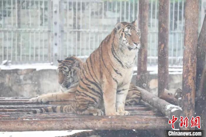 圖為東北虎在雪中嬉戲?！∥靼睬貛X野生動物園供圖