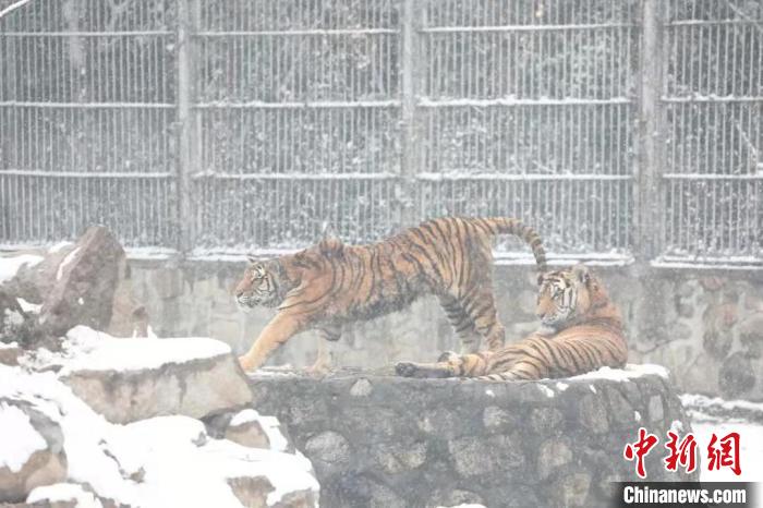 圖為東北虎在雪中嬉戲?！∥靼睬貛X野生動物園供圖