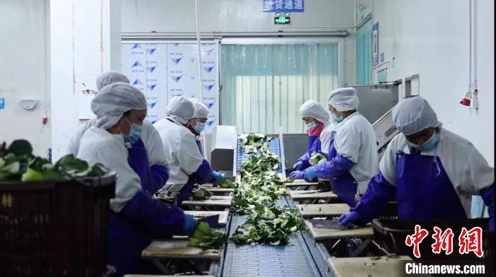 圖為企業(yè)員工進(jìn)行供港蔬菜整理。　深圳市工商聯(lián) 供圖