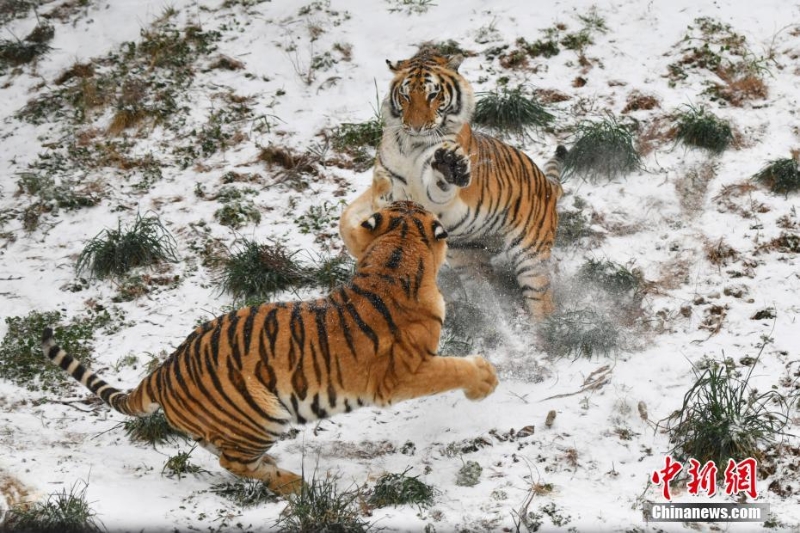 昆明降雪 動(dòng)物園東北虎雪地撒歡
