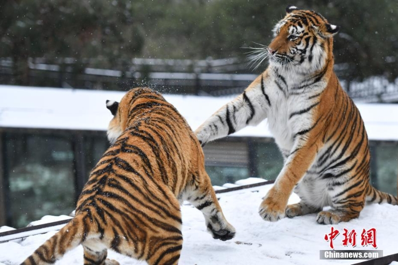 昆明降雪 動(dòng)物園東北虎雪地撒歡