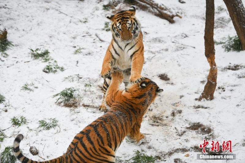 昆明降雪 動(dòng)物園東北虎雪地撒歡