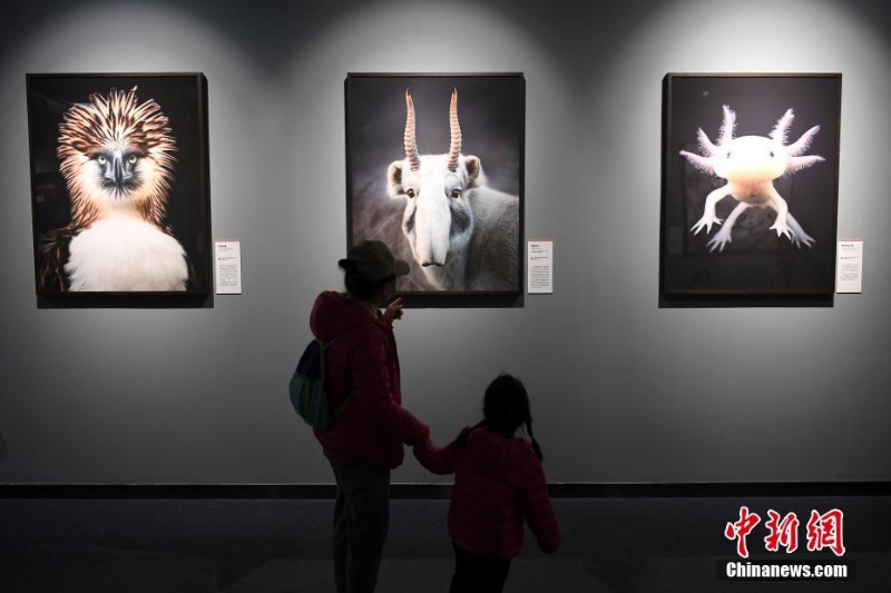 “消失中的世界——瀕危動物攝影展”亮相北京自然博物館