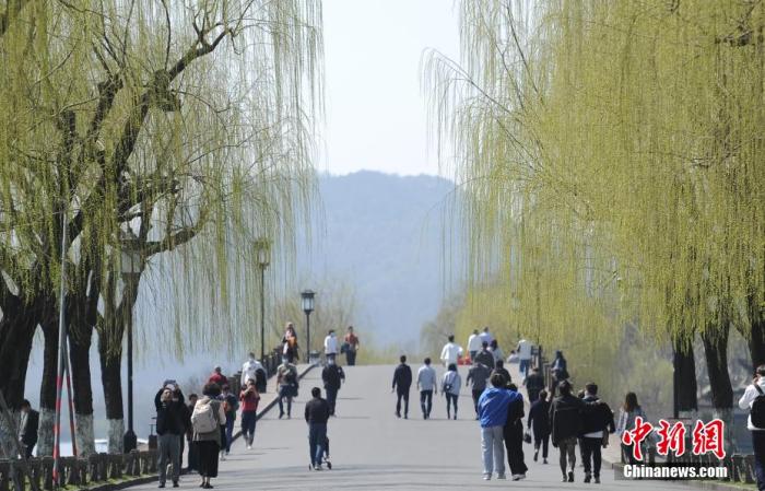 圖為西湖白堤柳枝呈現(xiàn)嫩綠色。 王剛 攝
