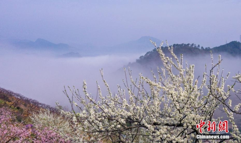 浙江淳安：李樹(shù)花開(kāi)春意濃