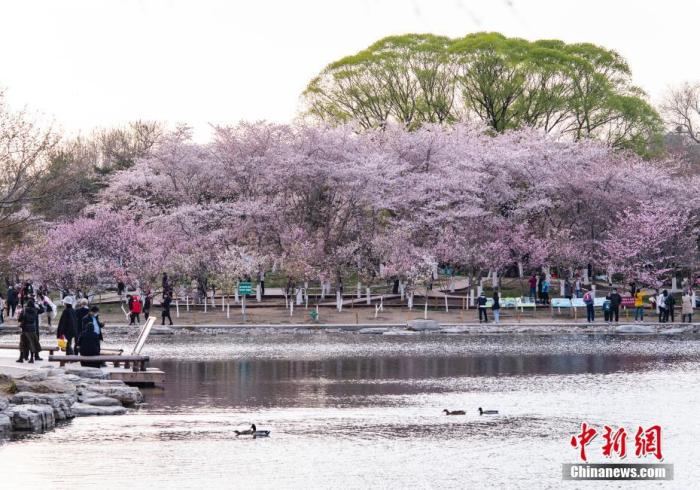 資料圖：北京玉淵潭公園春和景明，吸引游人流連花海。 <a target='_blank' href='/'>中新社</a>記者 侯宇 攝
