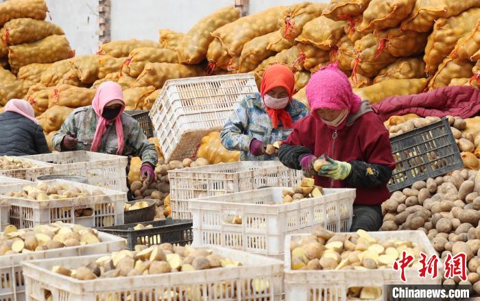 村民正在馬鈴薯種植基地內(nèi)忙碌?！∮诰?攝