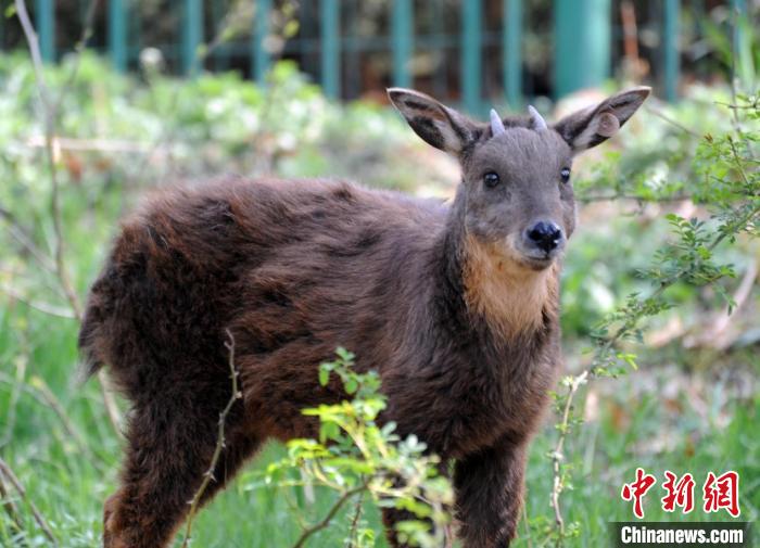 生活在劉公島上的臺灣長鬃山羊。(資料圖) 劉公島森林公園供圖