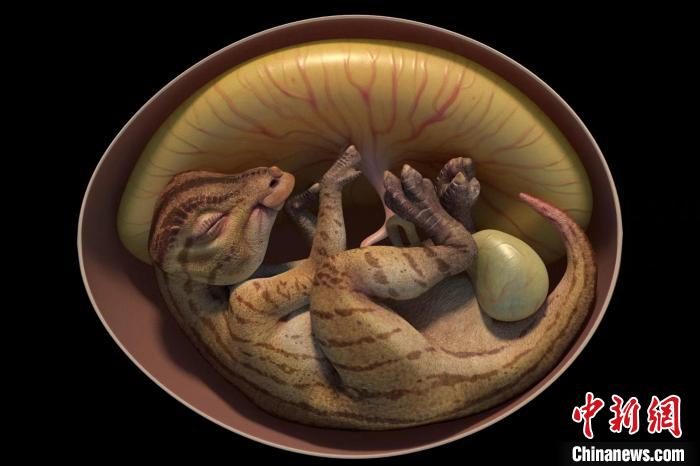 鴨嘴龍胚胎化石3D復(fù)原圖?！∮⒘际淖匀粴v史博物館供圖