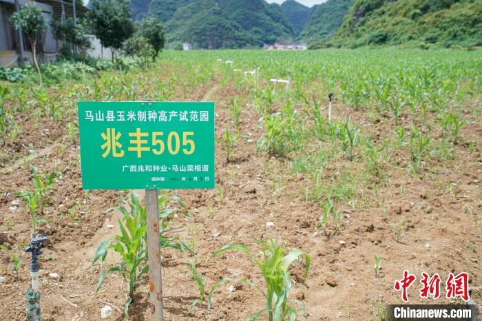 圖為馬山縣永州鎮(zhèn)勝利村菜根譜農(nóng)業(yè)科技開發(fā)有限公司的一處玉米制種高產(chǎn)示范園?！￡惞谘?攝