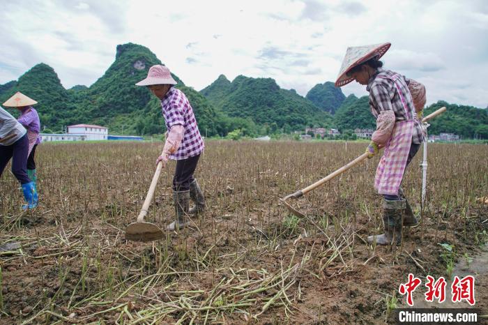 圖為馬山縣永州鎮(zhèn)勝利村村民正在犁地?！￡惞谘?攝