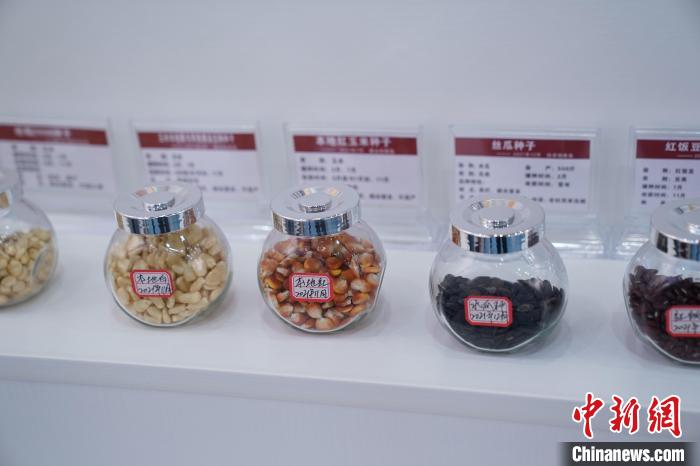 圖為馬山現(xiàn)代種業(yè)科技創(chuàng)新中心展館內(nèi)展出的幾款農(nóng)作物種子。　陳冠言 攝