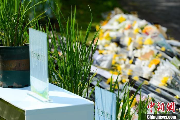 5月22日，在西南大學(xué)校園內(nèi)的袁隆平雕像兩側(cè)，擺放的水稻植株。　何蓬磊 攝