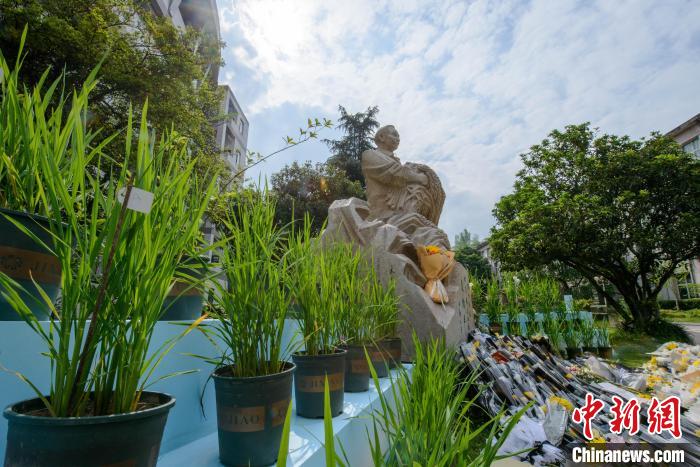 5月22日，在西南大學(xué)校園內(nèi)的袁隆平雕像被鮮花、水稻植株圍繞。　何蓬磊 攝