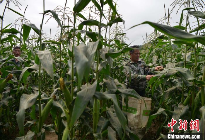 圖為工人在示范片采收測(cè)產(chǎn)的“閩雙色6號(hào)” 玉米?！埍?攝