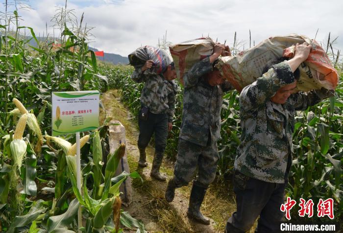 圖為工人在示范片搬運(yùn)采收測(cè)產(chǎn)的“閩雙色6號(hào)” 玉米?！埍?攝