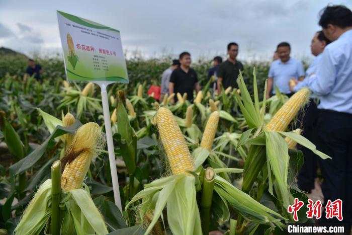 圖為驗(yàn)收組成員在示范片對(duì)“閩雙色6號(hào)”玉米進(jìn)行現(xiàn)場(chǎng)品種鑒評(píng)?！埍?攝