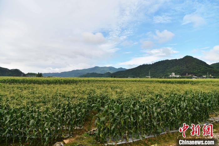 圖為“閩雙色6號(hào)” 玉米種植示范片?！埍?攝