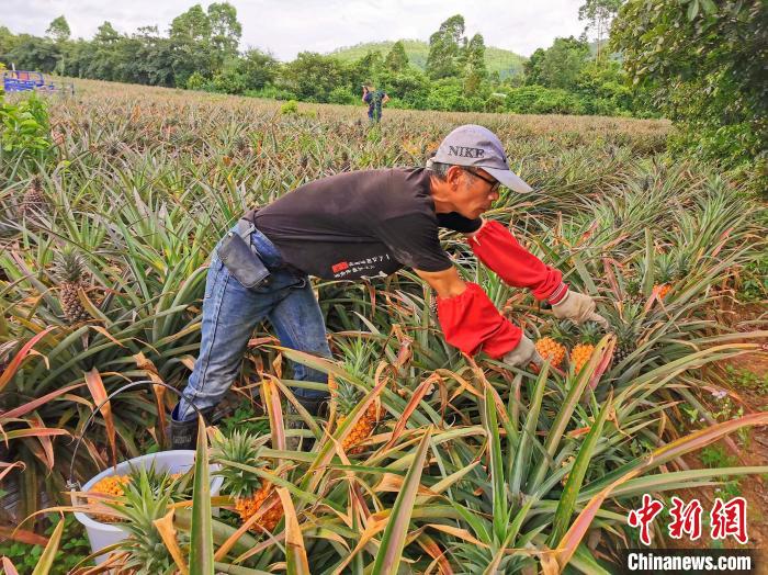 黃國禎根據客人的訂單要求采摘鳳梨 李曉春 攝