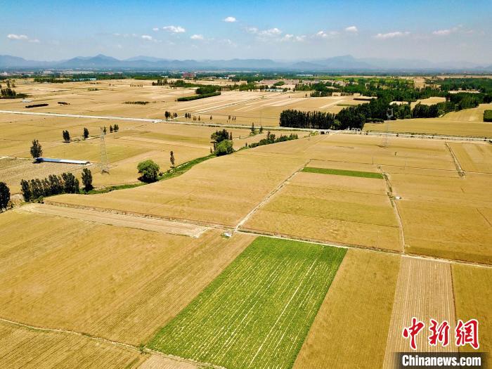 泰安市岱岳區(qū)小麥陸續(xù)開(kāi)鐮，22.15萬(wàn)畝小麥即將豐收?！￡愱?yáng) 攝