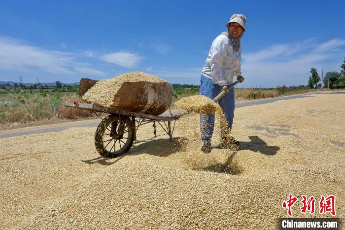 農(nóng)民及種糧大戶(hù)抓住晴好天氣，搶收搶種?！￡愱?yáng) 攝
