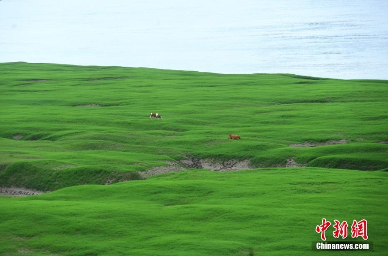 三峽庫區(qū)消落帶長滿綠草成美麗風景