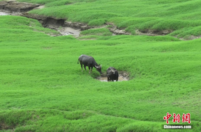 三峽庫區(qū)消落帶長滿綠草成美麗風景