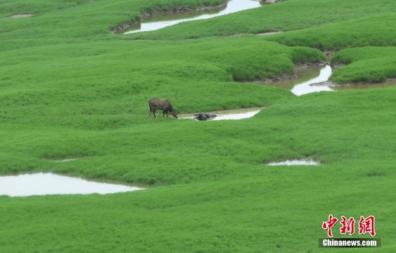 三峽庫區(qū)消落帶長滿綠草成美麗風景