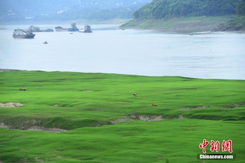 三峽庫區(qū)消落帶長滿綠草成美麗風景
