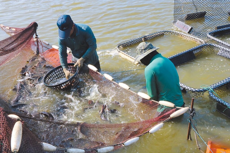 大陸日前以藥物殘留為由暫停我石斑魚輸入，農(nóng)委會昨日呼籲民眾掏錢挺石斑。圖為屏東漁民捕撈石斑魚。（本報資料照片）