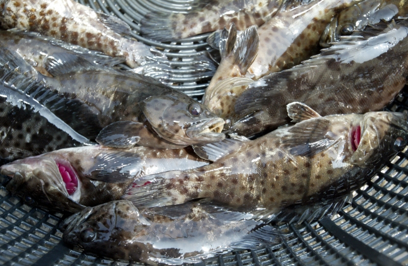 中國大陸13日起暫停進口臺灣石斑魚。（資料照）