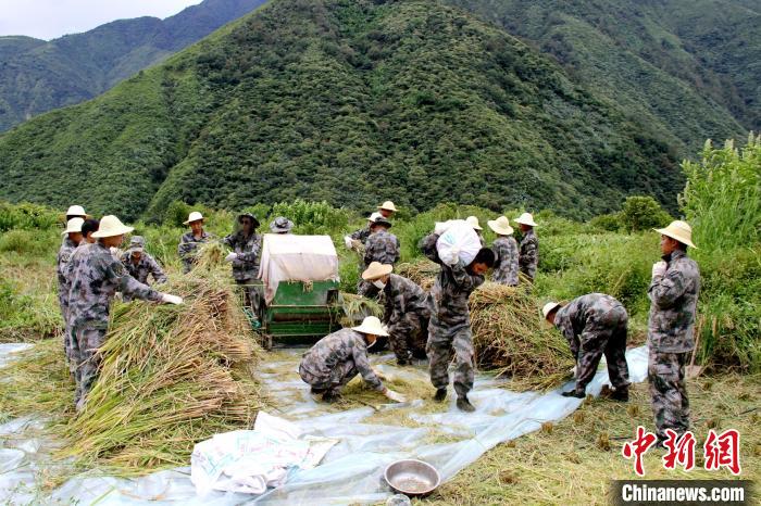 圖為官兵收割稻谷?！●R軍 攝