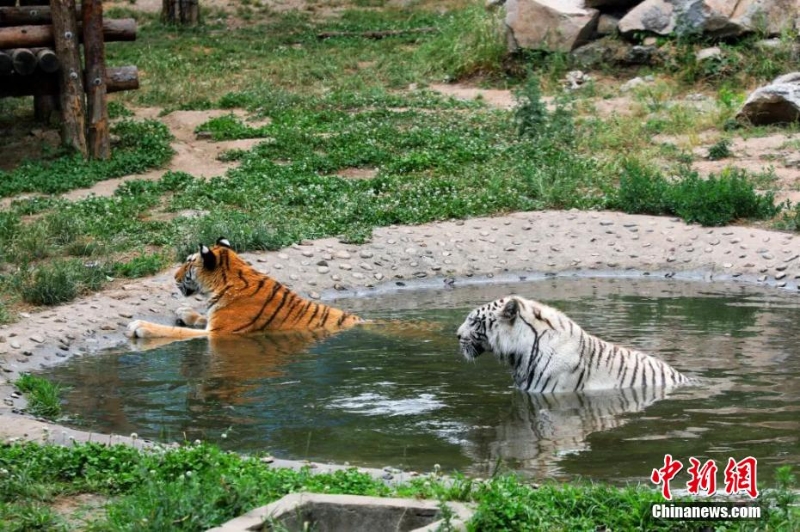 吃冰鎮(zhèn)西瓜、泡冷水澡 動物避暑有妙招