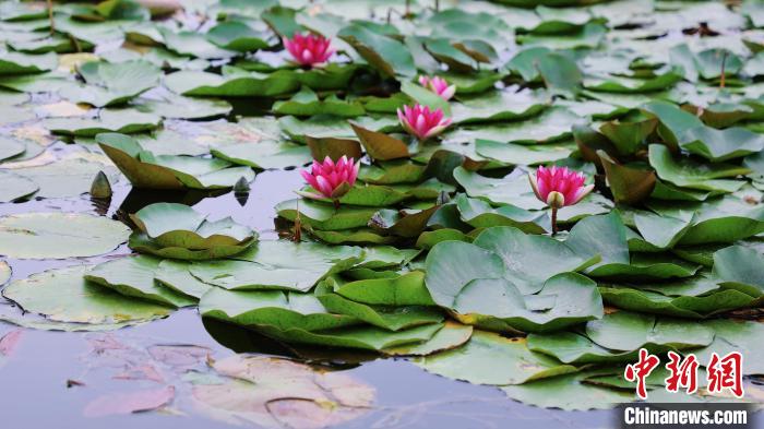 圖為今夏的國家植物園北園?！”本┦泄珗@管理中心供圖
