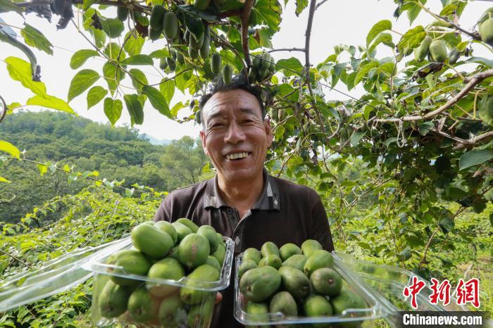 前南峪村果農(nóng)在展示新鮮采摘的軟棗獼猴桃?！堸i翔 攝