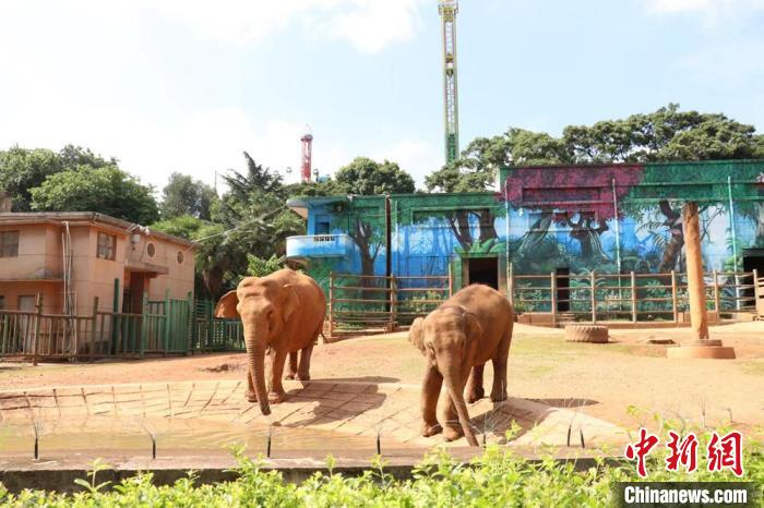 圖為亞洲象“莫莉”和象媽媽“莫坡”合籠成功。　昆明動(dòng)物園供圖