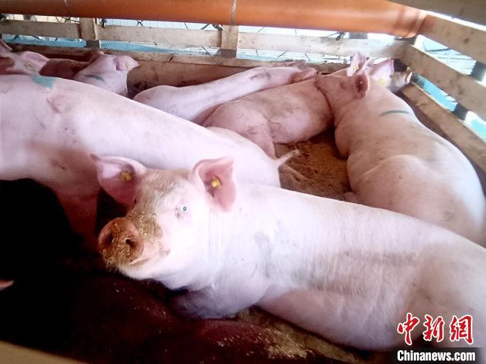 資料圖：吉林從海外進(jìn)口的種豬。長(zhǎng)春海關(guān)供圖