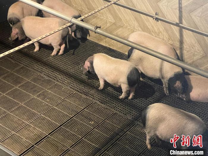資料圖：金華婺城一智慧養(yǎng)殖基地的金華兩頭烏豬?！埍?攝