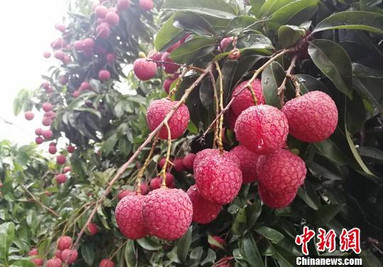資料圖：增城掛綠荔枝。 程景偉 攝