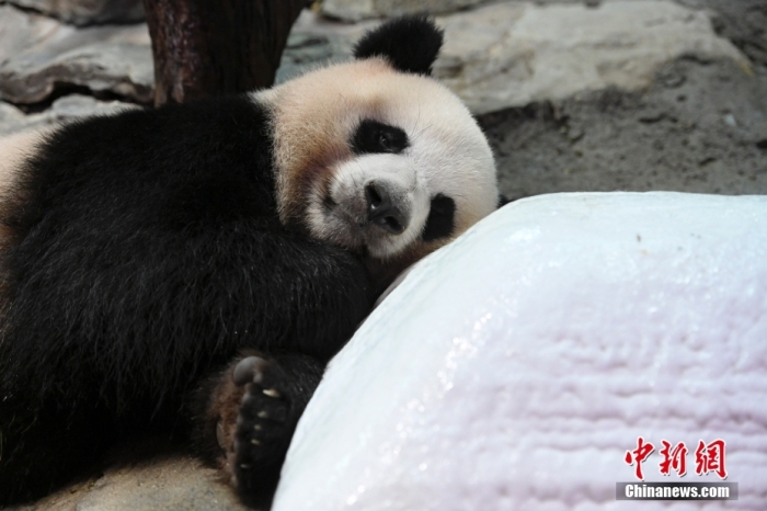 7月22日，廣東省廣州市持續(xù)高溫天氣，生活在長隆野生動物世界內的大熊貓“婷仔”躺在冰塊旁消暑。 <a target='_blank' href='/'>中新社</a>記者 陳驥旻 攝　