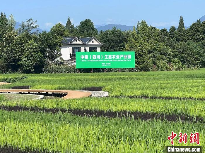 園區(qū)一角。　岳依桐 攝