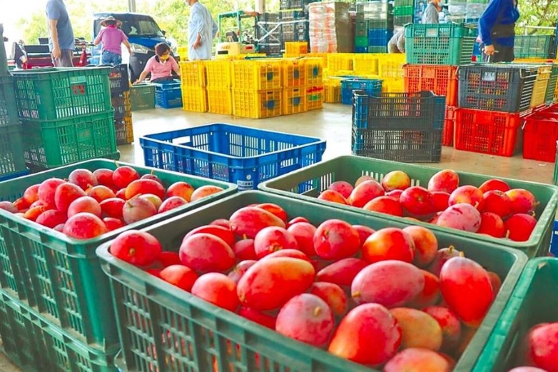 臺(tái)灣芒果外銷香港、澳門均驗(yàn)出新冠病毒。（芒果示意圖，本報(bào)資料照片） 圖片來(lái)源：臺(tái)灣“中時(shí)新聞網(wǎng)”.jpg