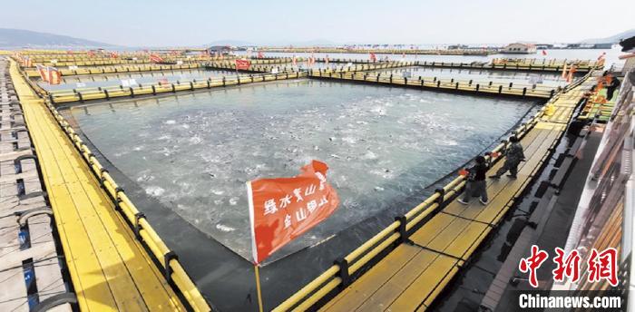新型環(huán)保漁排內(nèi)養(yǎng)殖大黃魚?！〗冻菂^(qū)融媒體中心 供圖