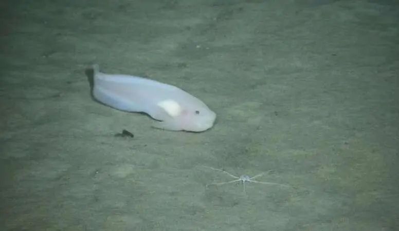 “海斗一號”高清拍攝海洋生物。（圖源：中科院沈陽自動化研究所）
