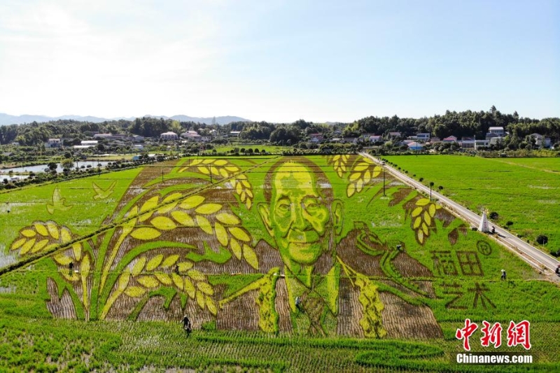 長沙百畝稻田里種出袁隆平巨幅畫像