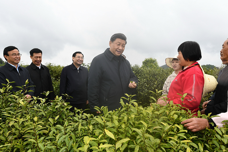 　2020年4月21日，習(xí)近平總書記在陜西省安康市平利縣老縣鎮(zhèn)蔣家坪村女媧鳳凰茶業(yè)現(xiàn)代示范園區(qū)，同茶農(nóng)們親切交談。