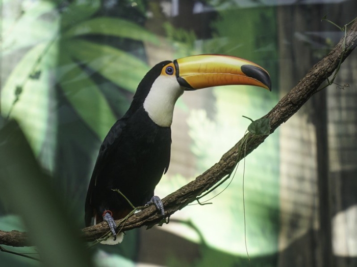 大巨嘴鳥。 圖片來源：臺北市動物園