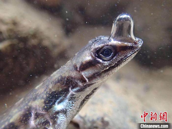 “生命特寫”亞軍圖片：一只安樂蜥頂著一個(gè)泡泡以便水下呼吸?！indsey Swierk　攝