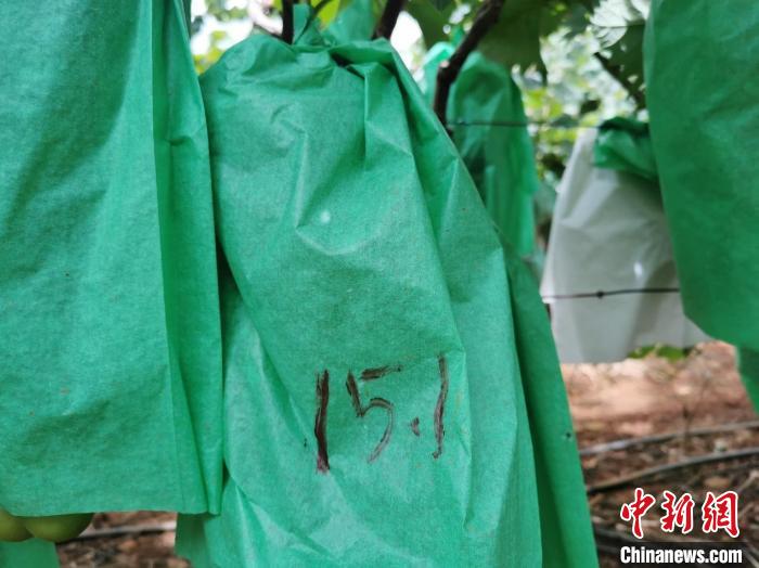 圖為測糖師在甜度未達標的葡萄套袋上做標記?！∈┌?攝