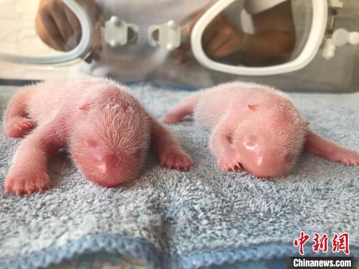 秦嶺大熊貓“秦秦”產(chǎn)下龍鳳胎?！∏貛X大熊貓研究中心供圖